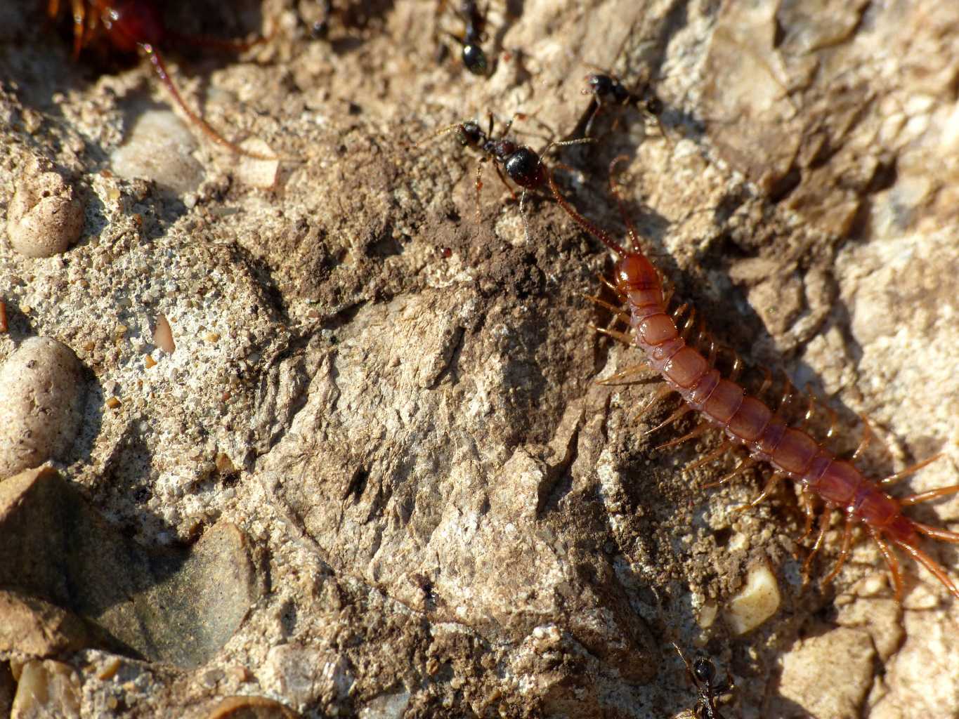 Lithobius sp. ospiti di Messor structor - Tolfa (RM) e Roma